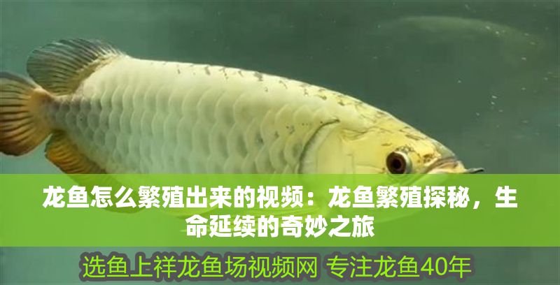 龍魚怎么繁殖出來的視頻：龍魚繁殖探秘，生命延續(xù)的奇妙之旅