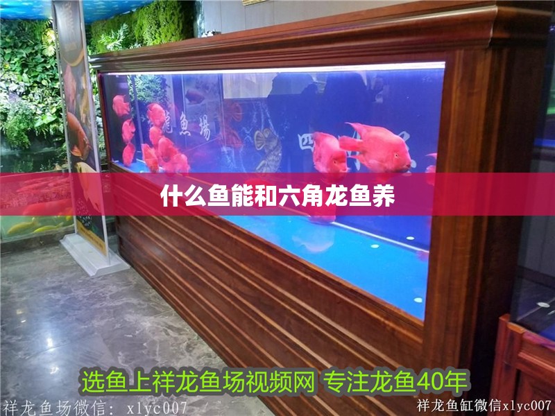 什么魚能和六角龍魚養
