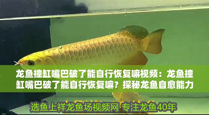 龍魚撞缸嘴巴破了能自行恢復嘛視頻：龍魚撞缸嘴巴破了能自行恢復嘛？探秘龍魚自愈能力與養護要點