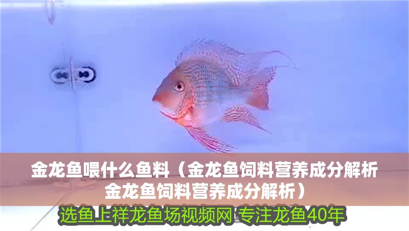 金龍魚喂什么魚料（金龍魚飼料營養成分解析金龍魚飼料營養成分解析）