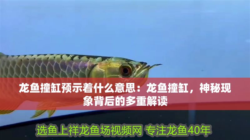 龍魚(yú)撞缸預(yù)示著什么意思：龍魚(yú)撞缸，神秘現(xiàn)象背后的多重解讀