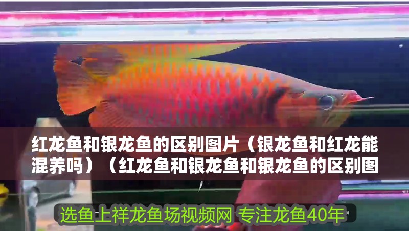 紅龍魚(yú)和銀龍魚(yú)的區(qū)別圖片（銀龍魚(yú)和紅龍能混養(yǎng)嗎）（紅龍魚(yú)和銀龍魚(yú)和銀龍魚(yú)的區(qū)別圖片）