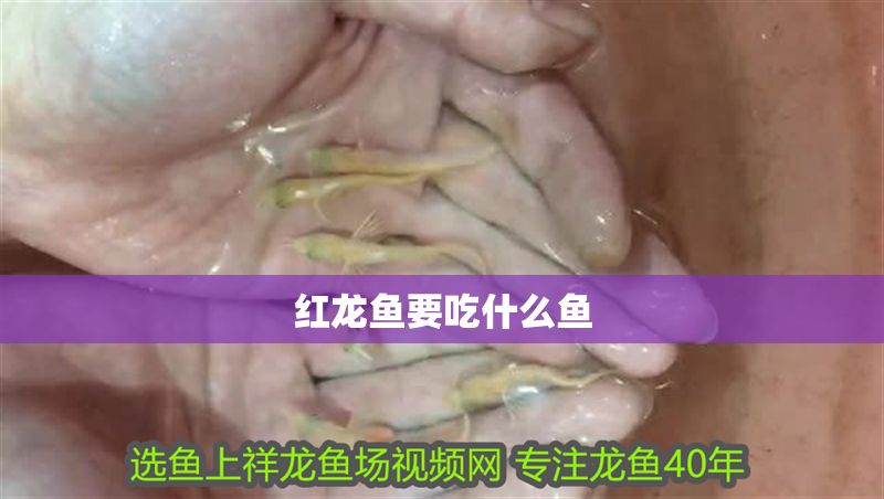 紅龍魚要吃什么魚