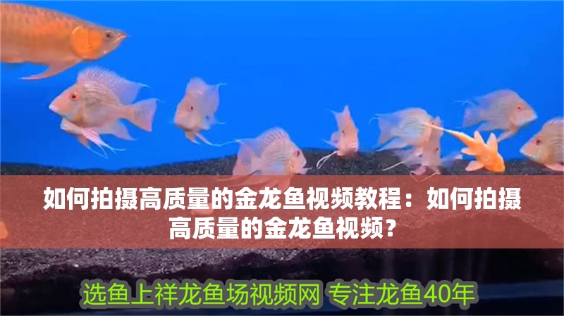 如何拍攝高質量的金龍魚視頻教程：如何拍攝高質量的金龍魚視頻？