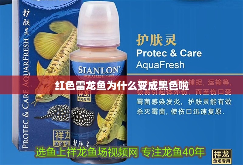 紅色雷龍魚為什么變成黑色啦