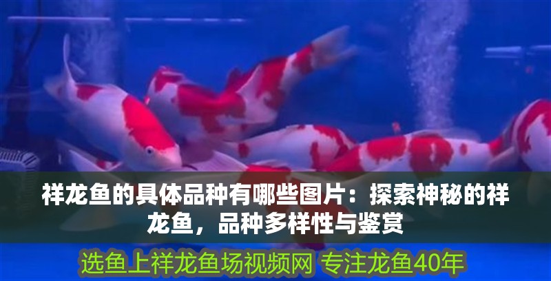 龍魚的價格與養殖的價格一樣嗎？：龍魚的價格與養殖成本一樣嗎？