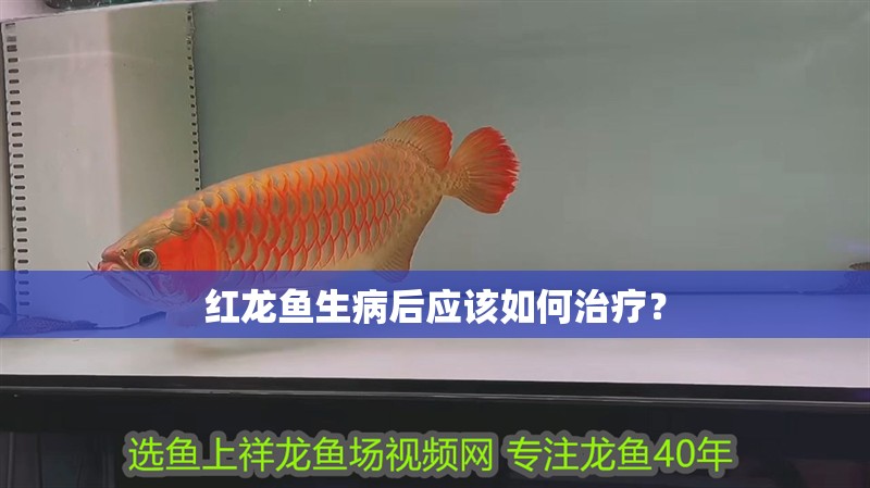 紅龍魚生病后應該如何治療？