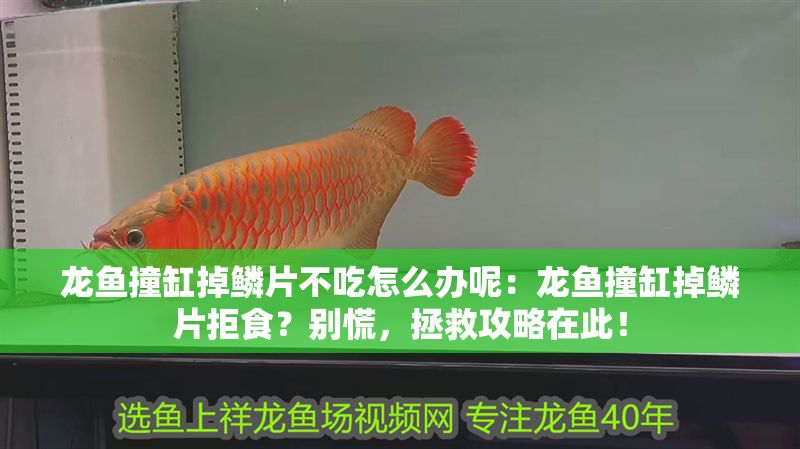 龍魚撞缸掉鱗片不吃怎么辦呢：龍魚撞缸掉鱗片拒食？別慌，拯救攻略在此！