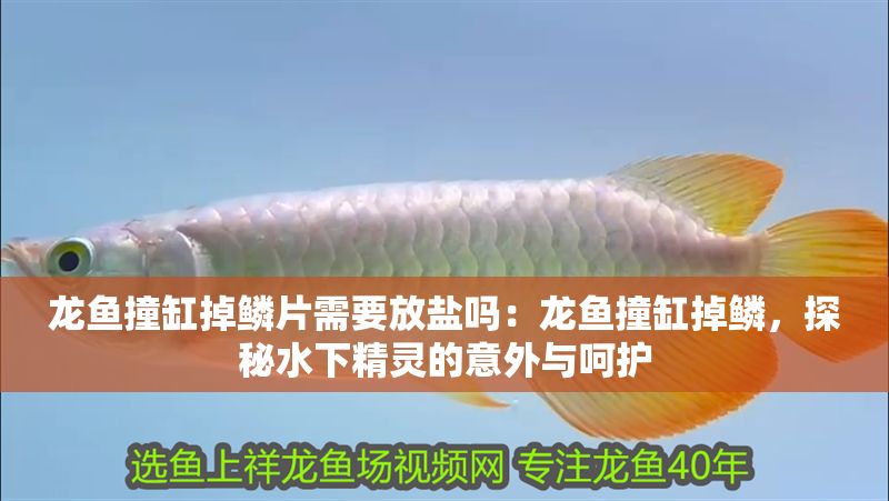 龍魚撞缸掉鱗片需要放鹽嗎：龍魚撞缸掉鱗，探秘水下精靈的意外與呵護