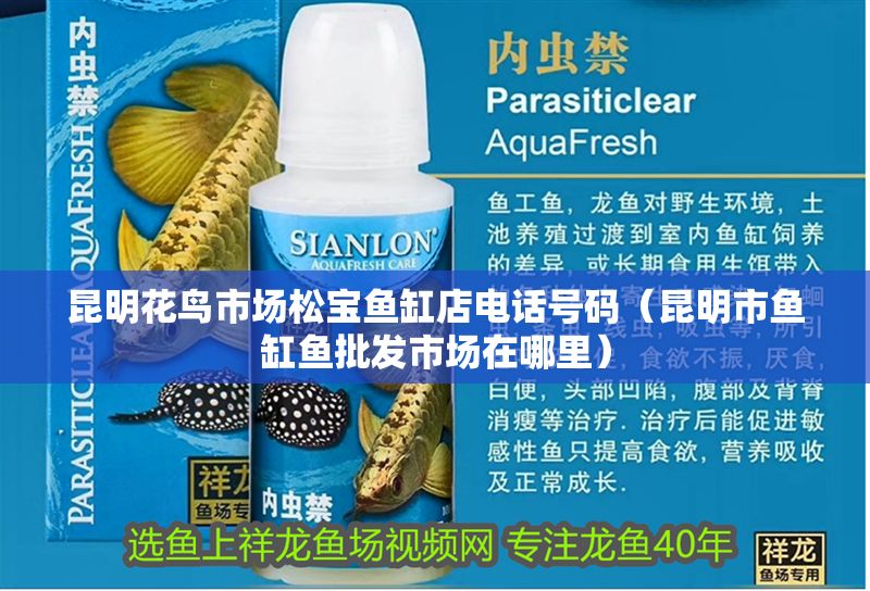 昆明花鳥市場松寶魚缸店電話號碼（昆明市魚缸魚批發(fā)市場在哪里） 昆明花鳥市場松寶魚缸店電話號碼（昆明市魚缸魚批發(fā)市場在哪里） 全國水族館企業(yè)名錄 第1張