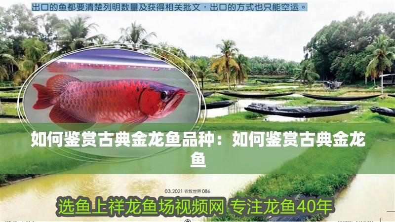 如何鑒賞古典金龍魚品種：如何鑒賞古典金龍魚