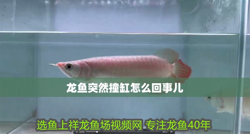 龍魚突然撞缸怎么回事兒