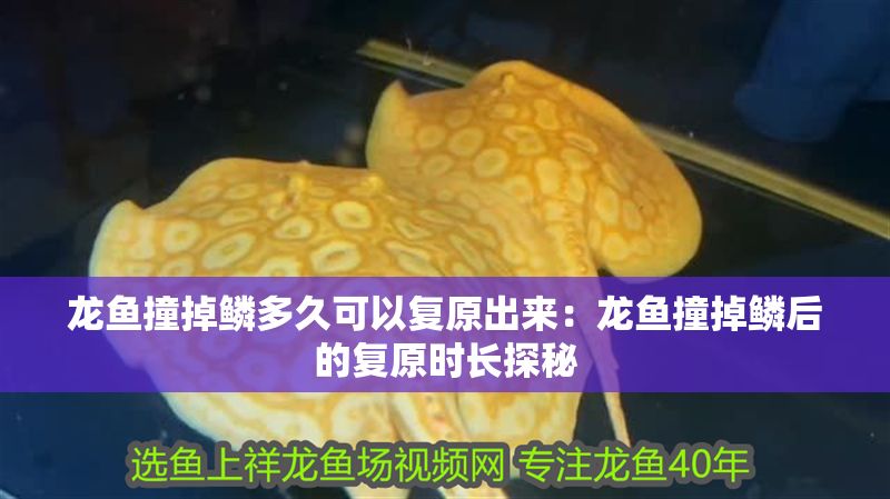 龍魚撞掉鱗多久可以復原出來：龍魚撞掉鱗后的復原時長探秘