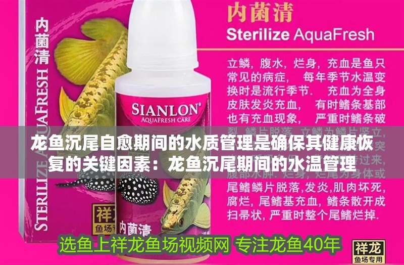 龍魚沉尾自愈期間的水質管理是確保其健康恢復的關鍵因素：龍魚沉尾期間的水溫管理