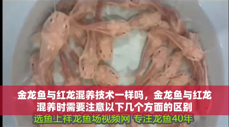 金龍魚與紅龍混養技術一樣嗎，金龍魚與紅龍混養時需要注意以下幾個方面的區別 金龍魚與紅龍混養技術一樣嗎，金龍魚與紅龍混養時需要注意以下幾個方面的區別 龍魚百科 第2張