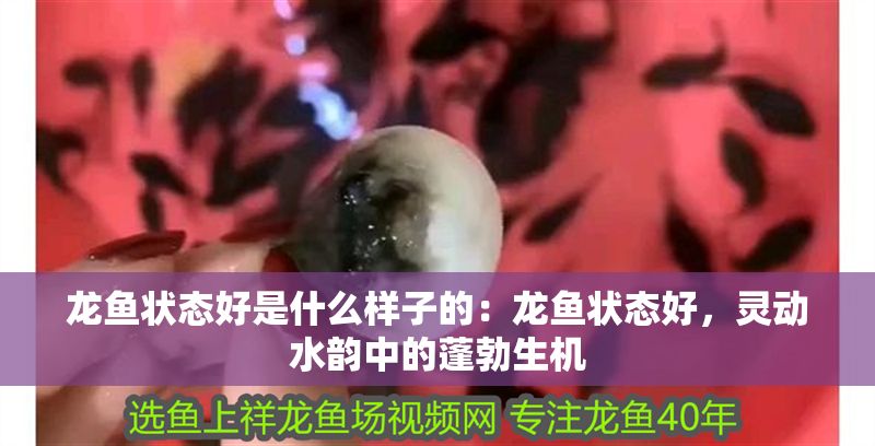 龍魚狀態好是什么樣子的：龍魚狀態好，靈動水韻中的蓬勃生機