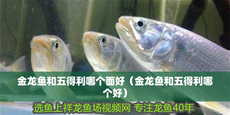 金龍魚和五得利哪個面好（金龍魚和五得利哪個好） 金龍魚和五得利哪個面好（金龍魚和五得利哪個好） 龍魚百科