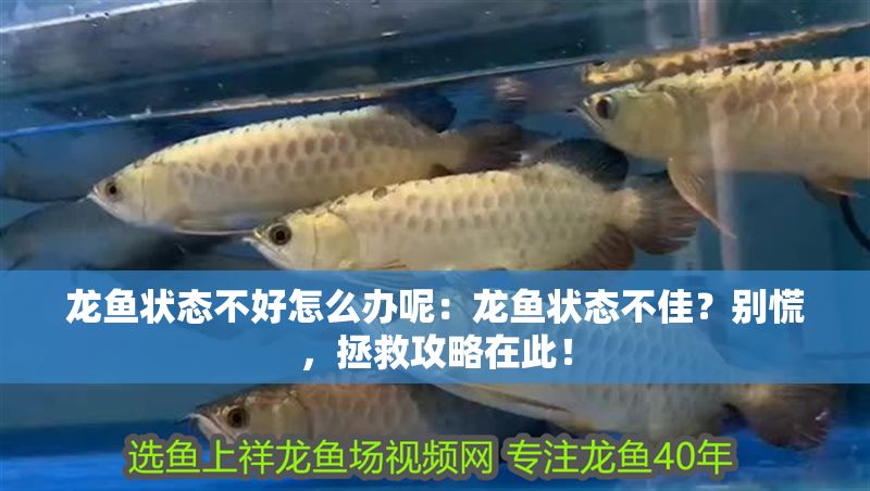 龍魚狀態不好怎么辦呢：龍魚狀態不佳？別慌，拯救攻略在此！