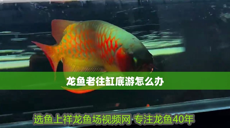 龍魚老往缸底游怎么辦 龍魚老往缸底游怎么辦 龍魚百科