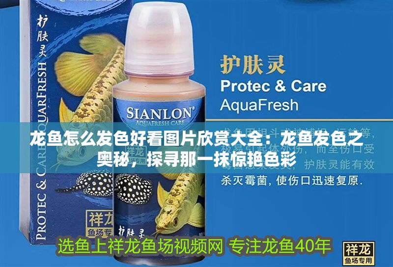 龍魚怎么發色好看圖片欣賞大全：龍魚發色之奧秘，探尋那一抹驚艷色彩