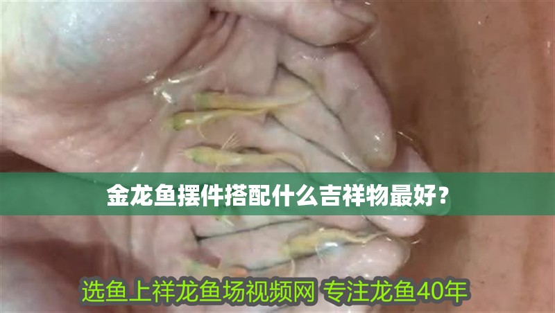金龍魚擺件搭配什么吉祥物最好？