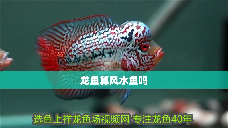 龍魚算風水魚嗎