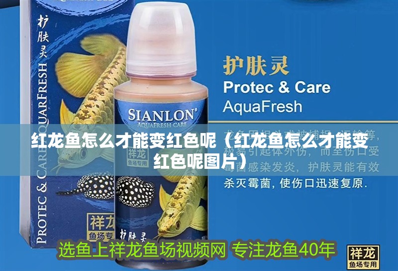 紅龍魚怎么才能變紅色呢（紅龍魚怎么才能變紅色呢圖片）