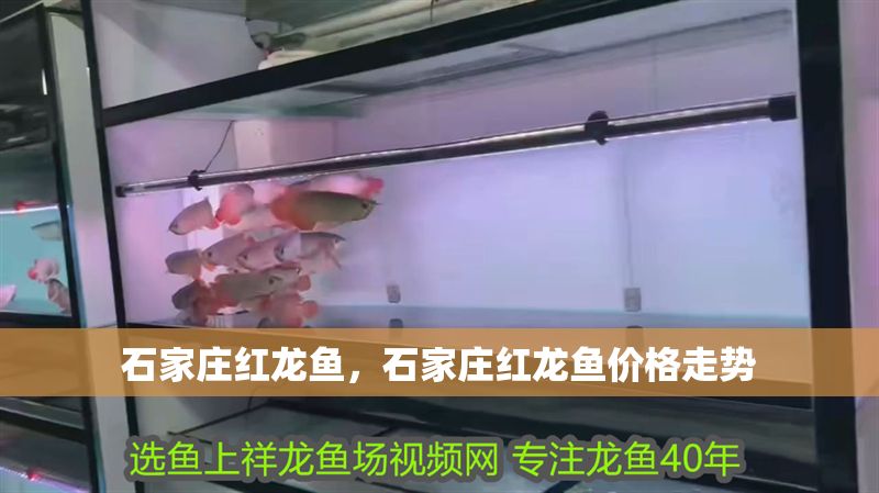 石家莊紅龍魚，石家莊紅龍魚價格走勢