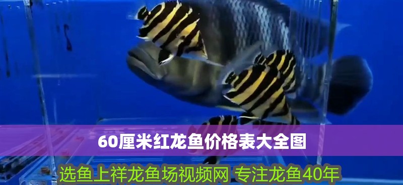 60厘米紅龍魚價格表大全圖