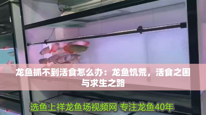 龍魚抓不到活食怎么辦：龍魚饑荒，活食之困與求生之路
