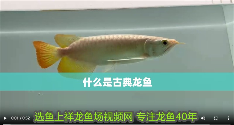 什么是古典龍魚 什么是古典龍魚 龍魚百科