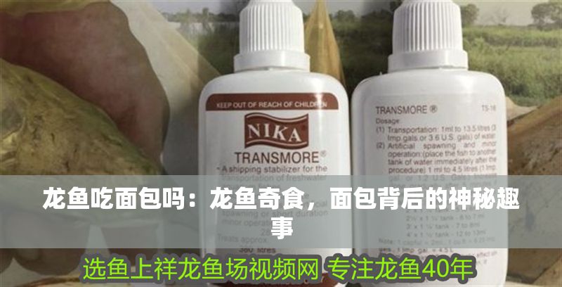 龍魚吃面包嗎：龍魚奇食，面包背后的神秘趣事