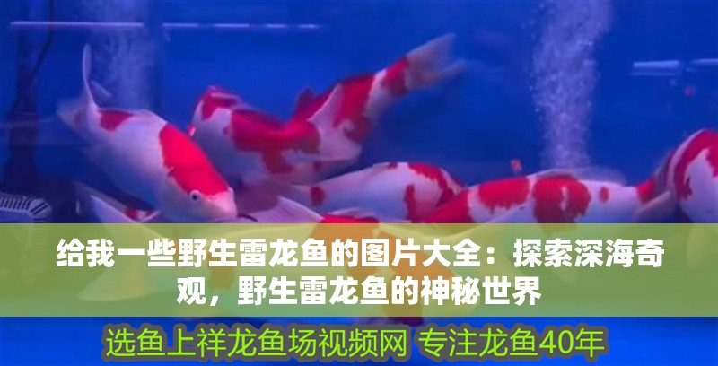 給我一些野生雷龍魚的圖片大全：探索深海奇觀，野生雷龍魚的神秘世界