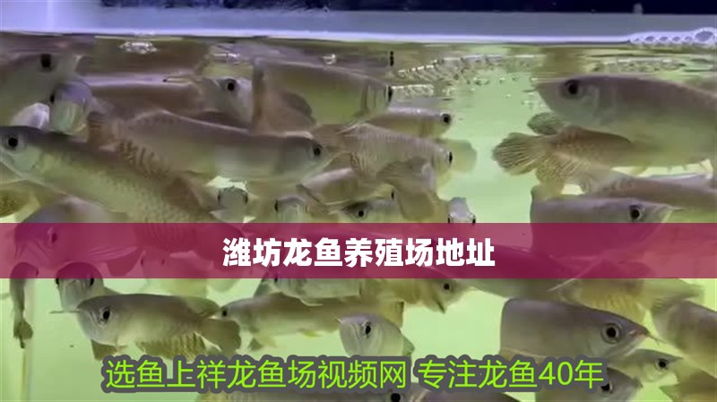 濰坊龍魚(yú)養(yǎng)殖場(chǎng)地址