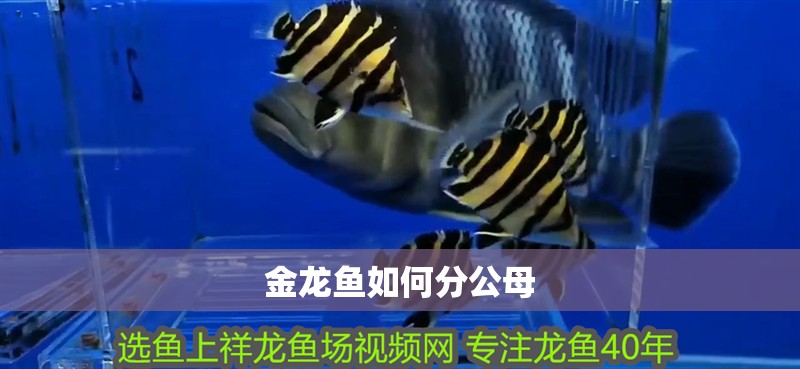 金龍魚如何分公母