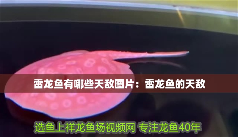 雷龍魚有哪些天敵圖片：雷龍魚的天敵