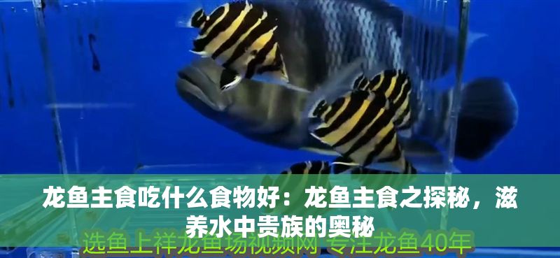 龍魚主食吃什么食物好：龍魚主食之探秘，滋養水中貴族的奧秘 龍魚主食吃什么食物好：龍魚主食之探秘，滋養水中貴族的奧秘 龍魚百科 第1張