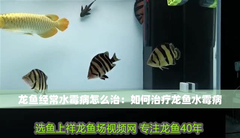 龍魚經常水霉病怎么治：如何治療龍魚水霉病