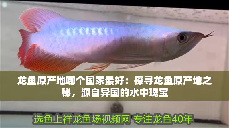 龍魚原產地哪個國家最好：探尋龍魚原產地之秘，源自異國的水中瑰寶