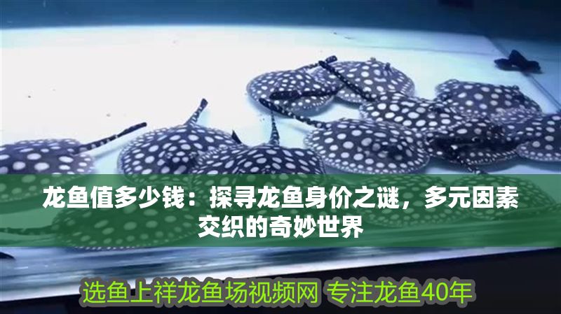 龍魚值多少錢：探尋龍魚身價之謎，多元因素交織的奇妙世界 龍魚值多少錢：探尋龍魚身價之謎，多元因素交織的奇妙世界 龍魚百科 第1張