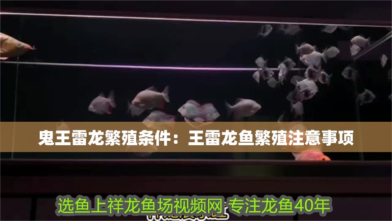 鬼王雷龍繁殖條件：王雷龍魚繁殖注意事項