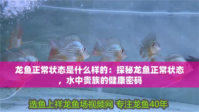 龍魚正常狀態是什么樣的：探秘龍魚正常狀態，水中貴族的健康密碼