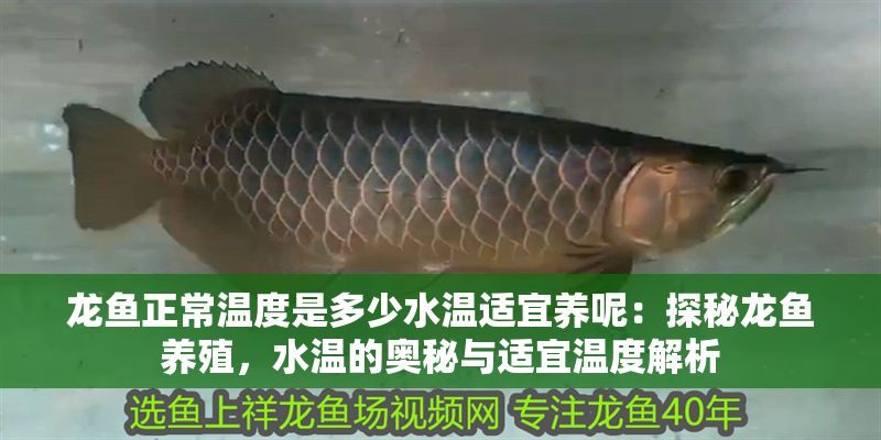 龍魚正常溫度是多少水溫適宜養呢：探秘龍魚養殖，水溫的奧秘與適宜溫度解析