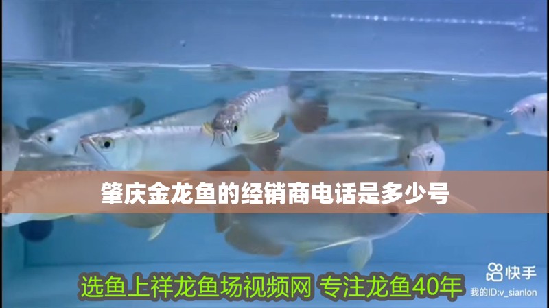 肇慶金龍魚的經銷商電話是多少號 肇慶金龍魚的經銷商電話是多少號 龍魚百科