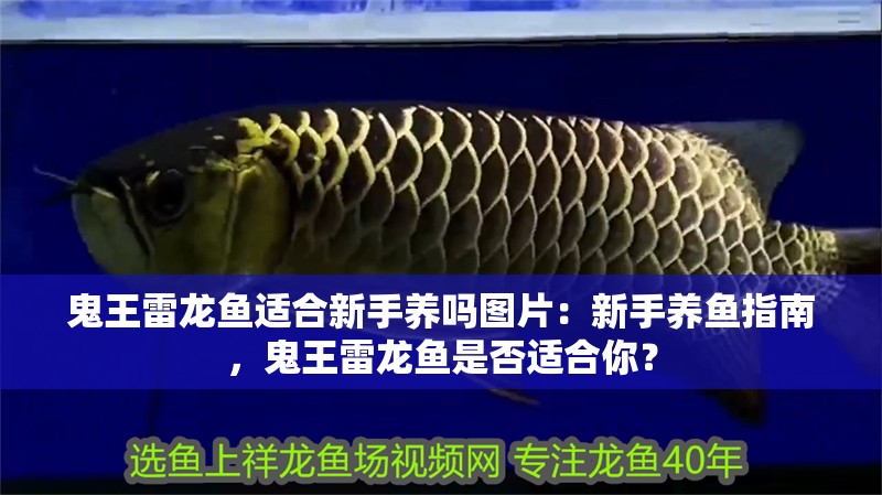 鬼王雷龍魚適合新手養嗎圖片：新手養魚指南，鬼王雷龍魚是否適合你？