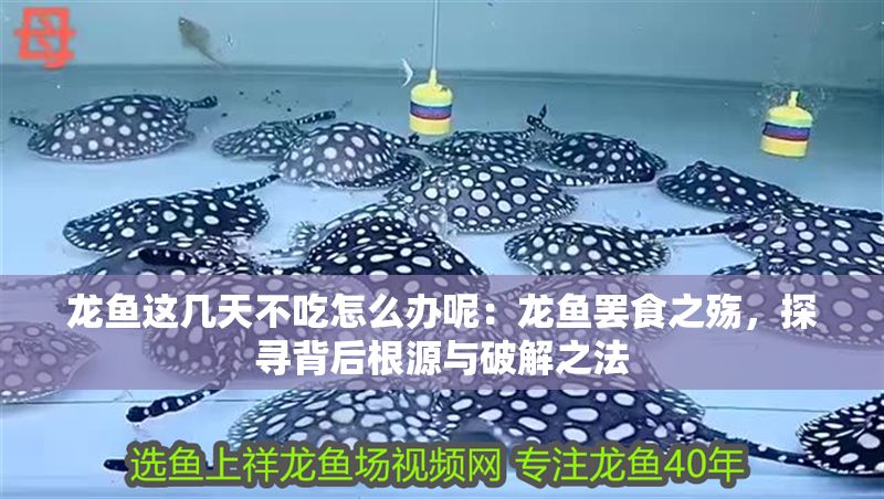 龍魚這幾天不吃怎么辦呢：龍魚罷食之殤，探尋背后根源與破解之法