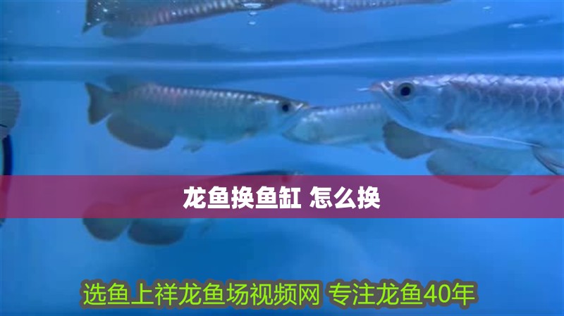 龍魚(yú)換魚(yú)缸 怎么換