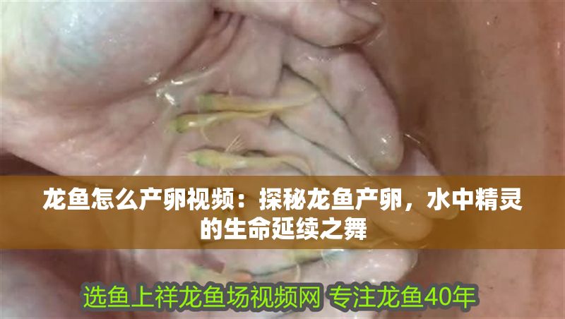 龍魚怎么產卵視頻：探秘龍魚產卵，水中精靈的生命延續之舞