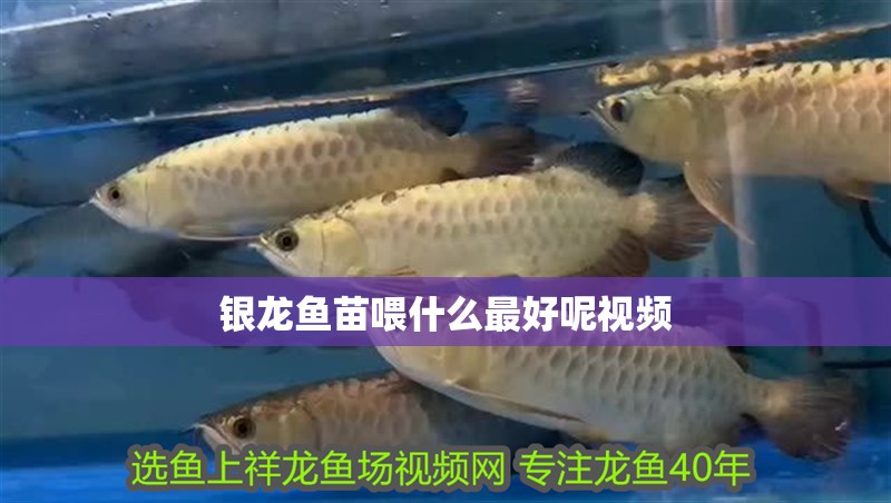 銀龍魚苗喂什么最好呢視頻 銀龍魚苗喂什么最好呢視頻 龍魚百科