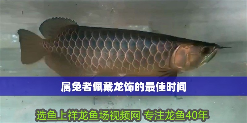 屬兔者佩戴龍飾的最佳時間